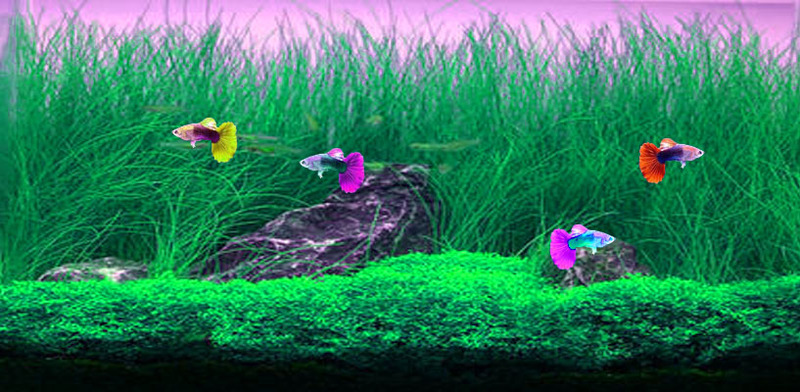 Tuxedo Guppy Wallpaper Screenshot